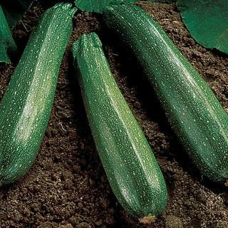 Park Seed Spineless Beauty Hybrid Zucchini Squash Seeds – Open-Habit Plants for Fast, Easy Harvesting, Smooth Medium Green Fruits, Early Maturing and Reliable Yields for Large Gardens, Pack of 250