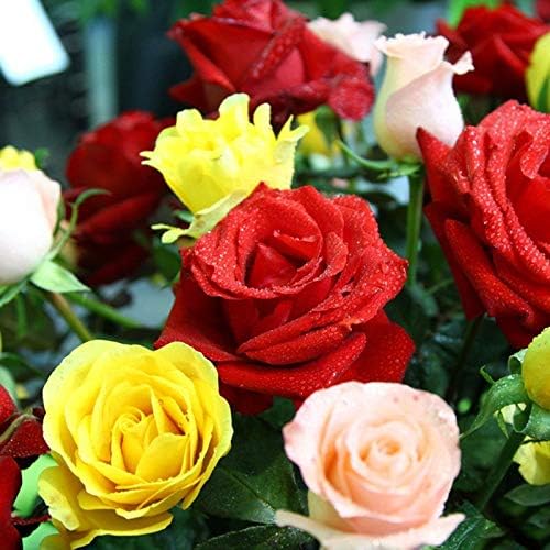 100+ Rare Rose Seeds Mixed Colors Flowers Garden Planting
