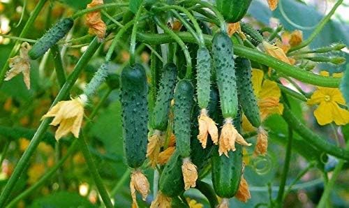 Seeds Vegetable Cucumber Envy of The Neighbors F1 Early for Pickling - 30 Seeds
