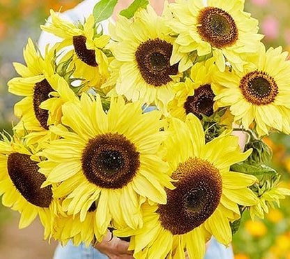Seed Packets for Planting Lemon Queen Sunflowers in Home Outdoor Garden - Heirloom Non-GMO Flower Seed Packets