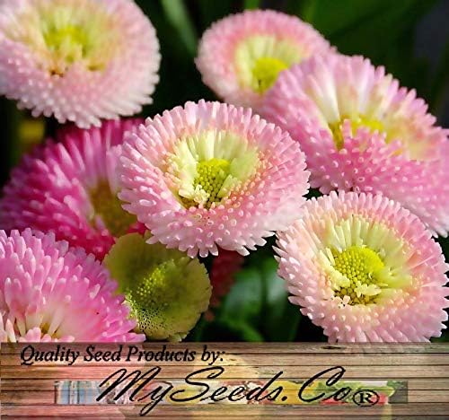 Big Pack - English Daisy Mixed Seed (25,000+) - Bellis perennis Long Flowering Season - Edible Flower Seeds (Big Pack - English Daisy Mix)
