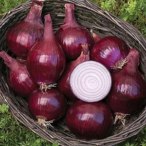 Seeds Red Baron Onion Non GMO Vegetable for Planting
