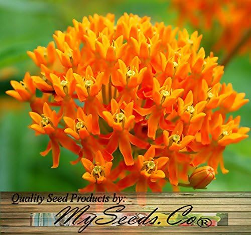 Big Pack - (1,000) Butterflyweed Milkweed Seeds, Asclepias tuberosa (Big Pack Butterflyweed Milkweed)