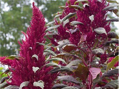 Bulk Organic Red Garnet Amaranth Seeds (1 lb)