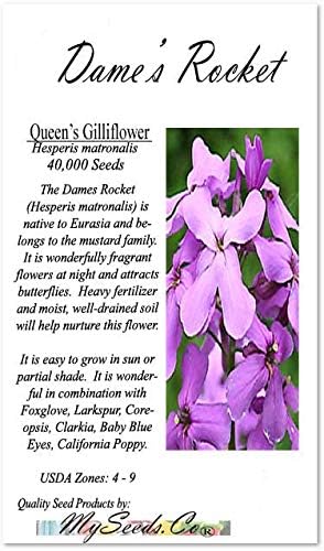 Big Pack - Dame's Rocket Seed (40,000 Seeds) - Hesperis matronalis aka Queen's Gilliflower - Edible Flower Seeds (Big Pack - Dame's Rocket)