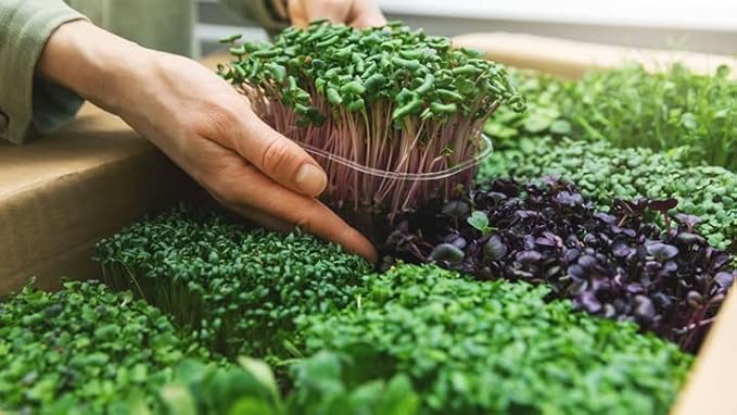 Gardenera Organic Microgreens Premium Potting Mix: A Thoughtfully Balanced Blend of Natural Ingredients for Nutrient-Dense and Flavorful Microgreens - 4 Quart