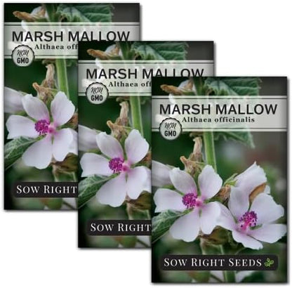 Sow Right Seeds - Marsh Mallow Seeds for Planting - Heirloom Non-GMO Variety - Ideal for Indoor or Outdoor Herbal Gardens - Grow Your Own Culinary and Medicinal Marshmallow Root Herbs (3)