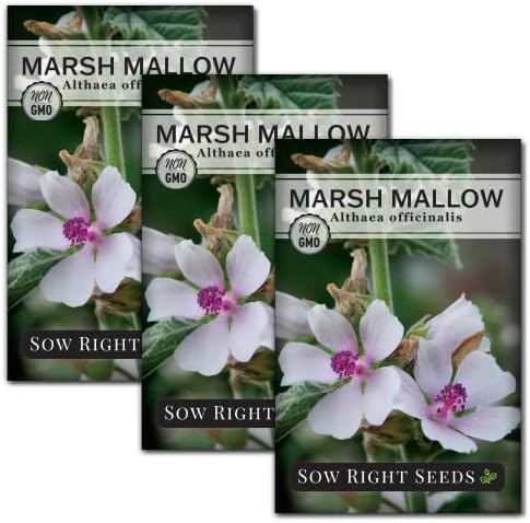 Sow Right Seeds - Marsh Mallow Seeds for Planting - Heirloom Non-GMO Variety - Ideal for Indoor or Outdoor Herbal Gardens - Grow Your Own Culinary and Medicinal Marshmallow Root Herbs (3)