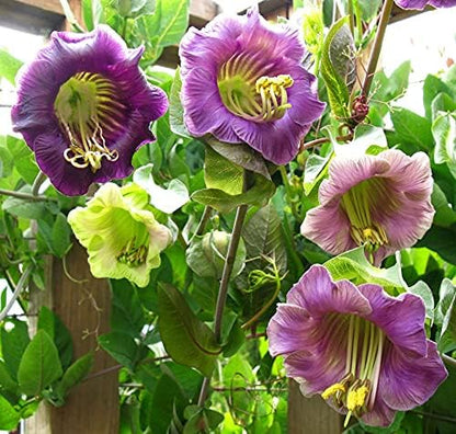 20+ Seeds Cathedral Bells (Cup and Saucer Vine, Cobaea) - Flower Mix
