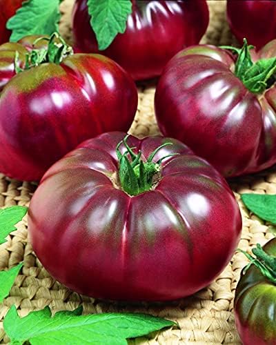 Seeds Tomato Black Prince Giant Heirloom Vegetable Non GMO
