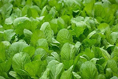1000 Seeds Mustard Green Vegetable/ Cải bẹ xanh, Asian Vegetable Seeds, Vietnamese Vegetable Seeds