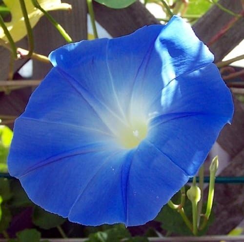 Morning Glory Heavenly Blue Flower UNTREATED Ipomoea Tricolor Seeds by Seed Kingdom (1,500 Seeds)