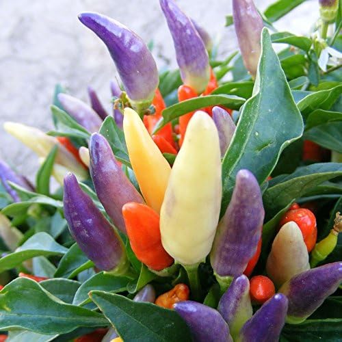 Park Seed Variety of Hot Chili Pepper Plant Seeds, Easy to Grow, Perfect for Spring Garden, NuMex Easter Ornamental Chili, Pack of 10