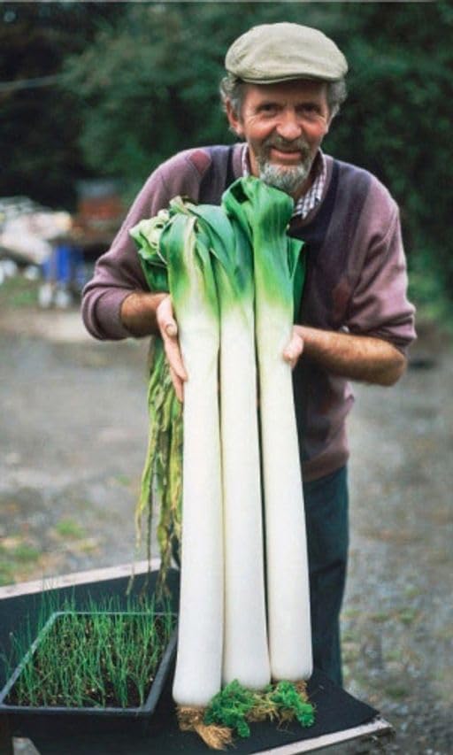 Seeds Leek Autumn Giant Onion - Heirloom Vegetable - GMO Free