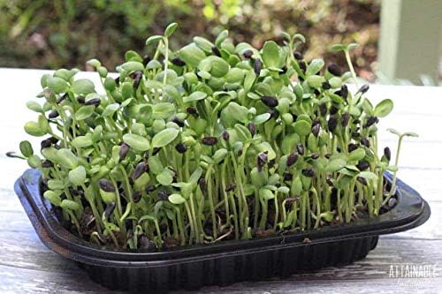 Nature Jims Organic Sunflower Seeds for Sprouting – Non-GMO, Premium Sunflower Microgreen Seeds – Nutritious, Fast Growing Sprouts & Easy to Plant – Ideal for Fresh Salads, Soups, & Smoothies – 8 Oz