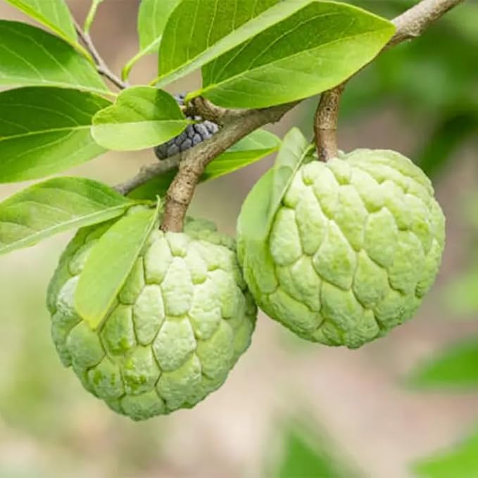 10 Pcs Sugar Apple Seeds (Annona squamosa), High Germination, Non-GMO Custard Apple Seeds for Planting, Easy to Grow Tropical Fruit for Home Gardens, Pots & Outdoor Orchards