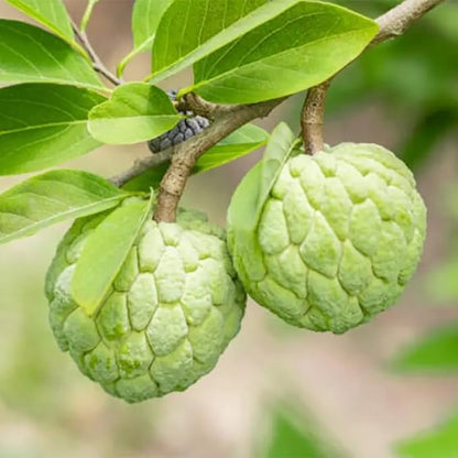 10 Pcs Sugar Apple Seeds (Annona squamosa), High Germination, Non-GMO Custard Apple Seeds for Planting, Easy to Grow Tropical Fruit for Home Gardens, Pots & Outdoor Orchards