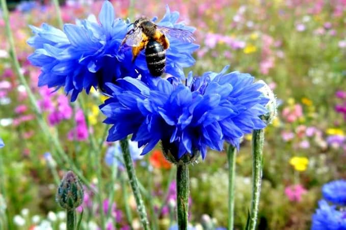 Seeds Blue Cornflower 200+ Seeds for Planting Bachelor’s Buttons Annual Flower Non-GMO