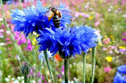 Seeds Blue Cornflower 200+ Seeds for Planting Bachelor’s Buttons Annual Flower Non-GMO