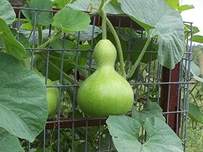 Seeds Bottle Gourd - Calabash - Lagenaria - Heirloom Vegetable - GMO Free