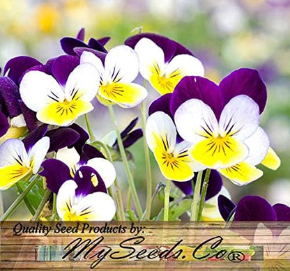Big Pack - Johnny Jump Up Flower Seeds (20,000 Seeds) - Viola cornuta 'Helen Mount' - Edible Flower Seeds (Big Pack - Johnny Jump Up)
