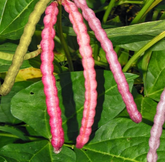 TomorrowSeeds - Top Pick Brown Crowder Cowpea Seeds - 300+ Count - for 2026 Planting Non-GMO USA Vegetable Pink Red Cowpea Field Pea Cover Crop Green Bean Grow Your Own Home Farm Patio Healthy