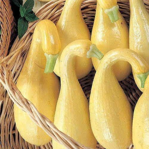 Park Seed Early Summer Crookneck Organic Squash Seeds – Mild Sweet Flavor, Creamy Texture, Compact Bush Plant Ideal for Small Gardens, Certified Organic Summer Variety, Pack of 20