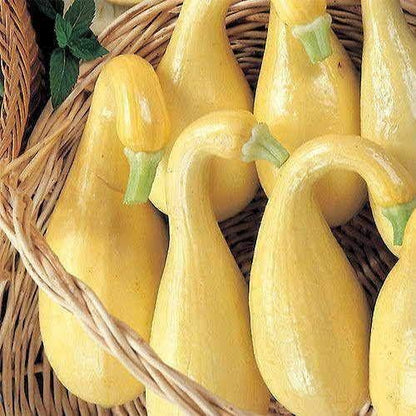 Park Seed Early Summer Crookneck Organic Squash Seeds – Mild Sweet Flavor, Creamy Texture, Compact Bush Plant Ideal for Small Gardens, Certified Organic Summer Variety, Pack of 20