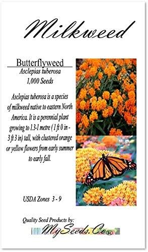 Big Pack - (1,000) Butterflyweed Milkweed Seeds, Asclepias tuberosa (Big Pack Butterflyweed Milkweed)