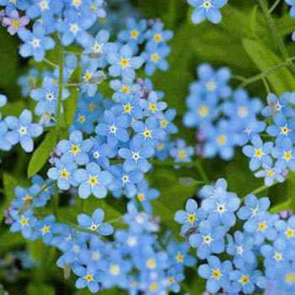 Outsidepride Cynoglossum Blue Chinese Forget Me Not Seeds - 5 Lbs. Self-Sowing Annual Flower Seeds for Planting Dense Blue Blooms & Upright Growth Habit for Borders, Pollinator & Cottage Gardens