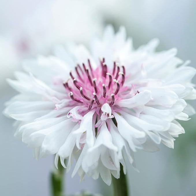 100 Pure White Cornflower Seeds Tall Stem Cottage Annual Wildflower for Planting Gardens & Meadows Flower Seeds