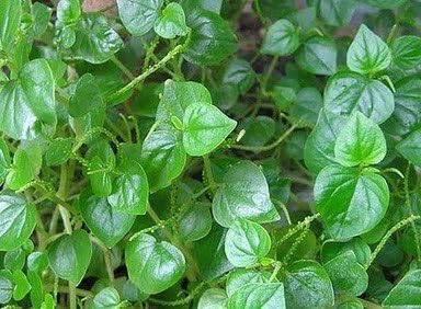 Set of 3 Vietnamese Vegetables Ngò GAI, Rau Càng Cua và Rau húng lủi Culantro Thai Parley, peperomia pellucida Plant Seeds and Vietnamese Perilla Seeds 1000++ Seeds/Bag