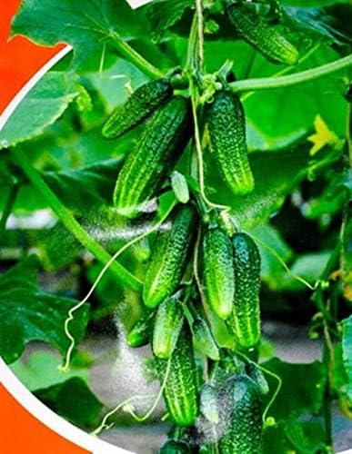 Seeds Vegetable Cucumber Envy of The Neighbors F1 Early for Pickling - 30 Seeds