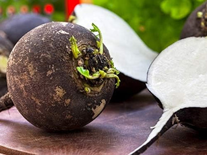 Black Radish Non GMO Vegetable for Planting