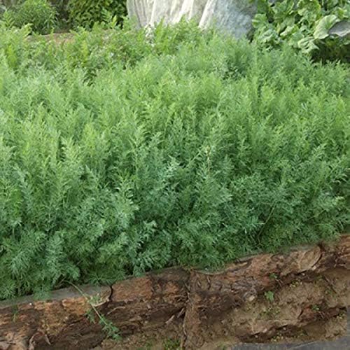 2000+ Seeds Bush Dill - Vegetable Green