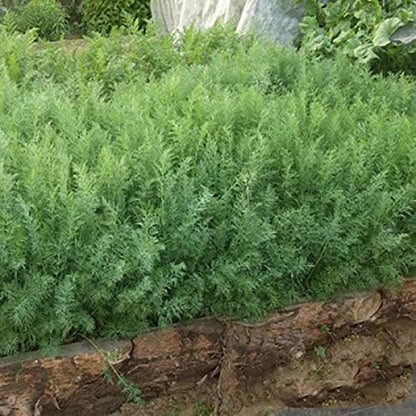 2000+ Seeds Bush Dill - Vegetable Green
