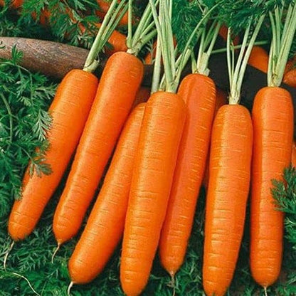 16,000 Scarlet Nantes Carrot Seeds for Planting Heirloom Non-GMO 28+ Grams Garden Vegetable Bulk Survival