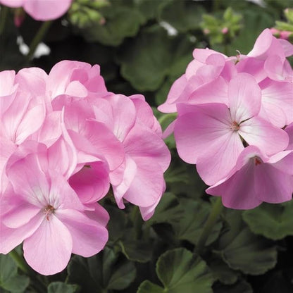 Pinto Premium Series Geranium Lavender ~ 10 Seeds – Pelargonium x hortorum | 12-18" Upright Plants, 4-5" Blooms | Annual or Perennial | Heat & Drought Tolerant | Mixed Colors | Non-GMO