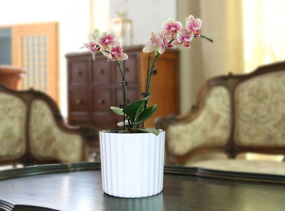 MUZHI Orchid Pot with Net and Holes, Round Self Watering Planter Pot for Indoor Plants and Flowers 3 Sets White