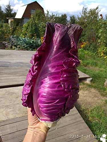 Seeds Red Kalibos Cabbage Giant Non GMO Vegetable for Planting