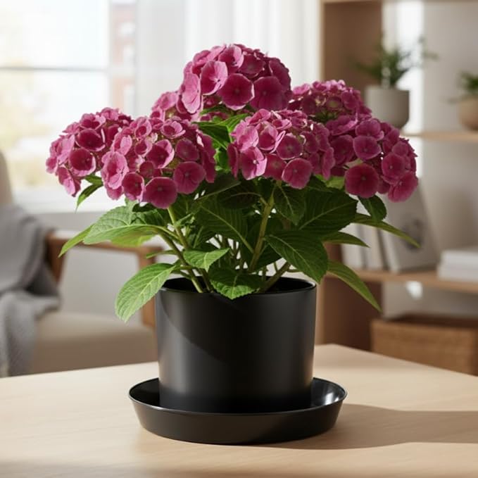 5 Inch (4 Inch Base) Case of 100 Plant Saucer - Black Polypropylene,Heavy Duty Indoor/Outdoor Tray and Drip Pan,Collects Flower Pot Excess Water Made in USA