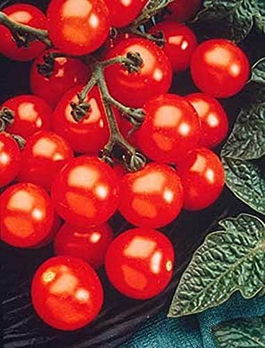 Husky Cherry Red Tomato Seed
