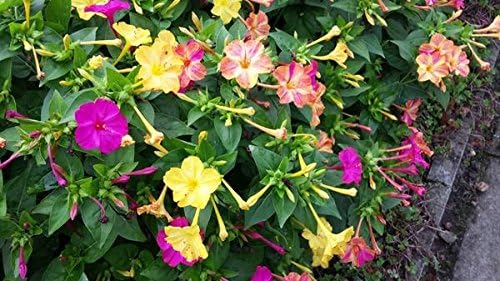 Non GMO Four O'Clock Mix Flower Seeds Mirabilis Jalapa (20 Lbs)