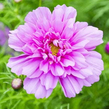 1000 Double Cosmos Seeds for Planting – Fully Double Blooms, Mixed Colors, Open-Pollinated Annual Wildflowers, Attract Butterflies & Bees, Cut Flower & Garden Bedding Use