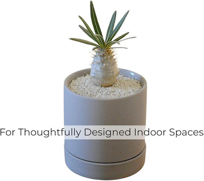 Crystal Grain Cactus & Succulent Soil Mix, Coarse Grain for Maximum Drainage, 100% Inorganic & Odorless, Visible Watering Indicator, Patented Japanese Tech, 3L (Resealable Bag)