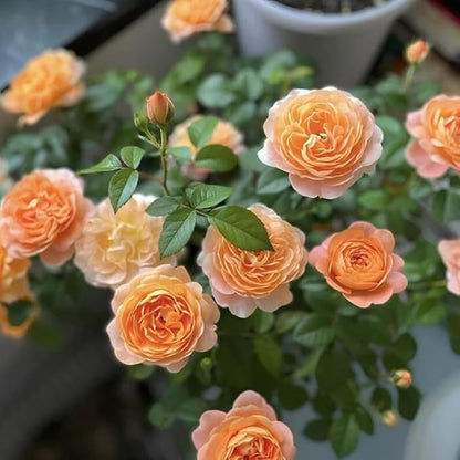 50+ Rare Juicy Terrazza Rose Seeds Perennial Flowers Bloom Late Winter to Early Spring Planting