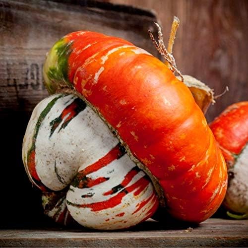 Pumpkin Turk’s Turban 10 Seeds Ornamental Decorative Turban Squash Mushroom Pumpkin Gourd Non-GMO