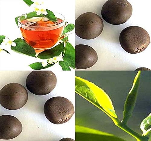 Big Pack - (25) Tea Plant Seed - Camellia sinensis - Edible Flower Seeds (Big Pack - Tea Plant)