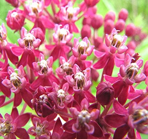 Big Pack - (1,000) Pink Swamp Milkweed Seeds, Asclepias incarnata (Big Pack Swamp Milkweed)
