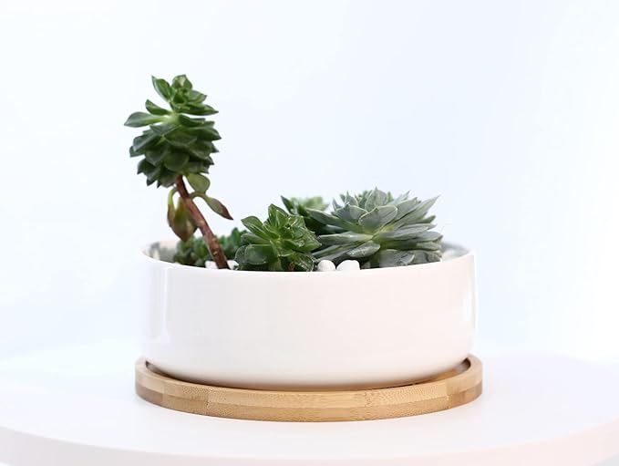 LANKER 6.3 Inch Round White Ceramic Succulent Planter Pot Decorative Cactus Plant Pot Flower Container with Bamboo Tray (Round 6.3Inch)
